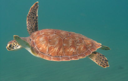 Tortue à Malendure