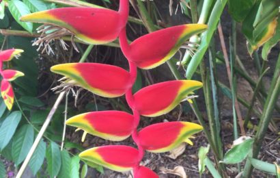 jardin botanique fleur