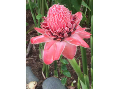 Jardin botanique fleur