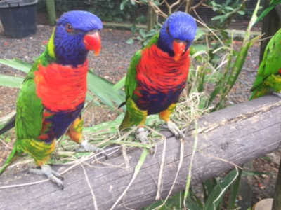 Jardin botanique perroquets