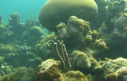 Barrière de corail